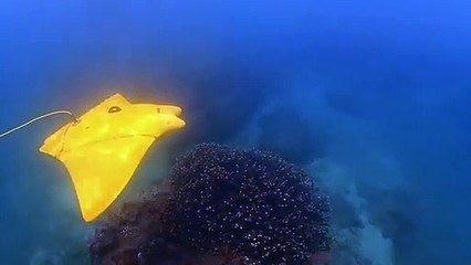 Çin'de Hayalet Vatozu Şeklindeki Biyonik Su Altı Aracı Deneme İçin Kullanıldı