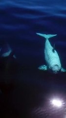 Anak paus biru di lautan