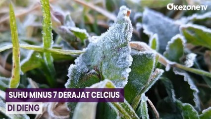 Fenomena Salju Dieng, Suhu Minus 7 Derajat Celcius Rusak Tanaman Petani