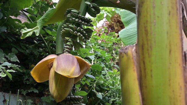 Man left stunned after bananas start growing in his garden in Hackney