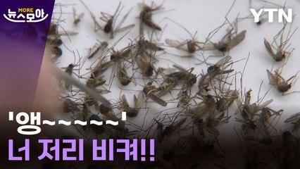 [뉴스모아] "가장 위험한 동물 1위"... 피할 수 있을까? / YTN