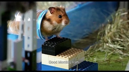 Rettet Raffi! Bande-annonce (EN)