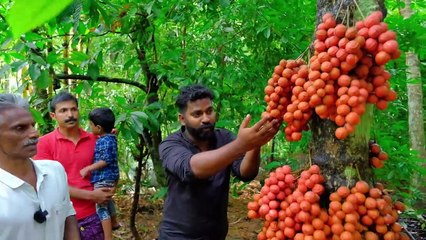 മൂട്ടിപഴം പറിക്കാൻ പോയപ്പോൾ _ Baccaurea Courtallensis _ M4 Tech _