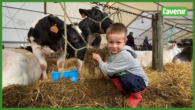 Foire de Libramont, vaches et taureaux à l'honneur