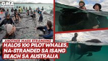 Halos 100 pilot whales, na-stranded sa isang beach sa Australia | GMA News Feed