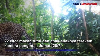 22 Ekor Macan Tutul di Taman Nasional Meru Betiri Jember, Terekam Kamera