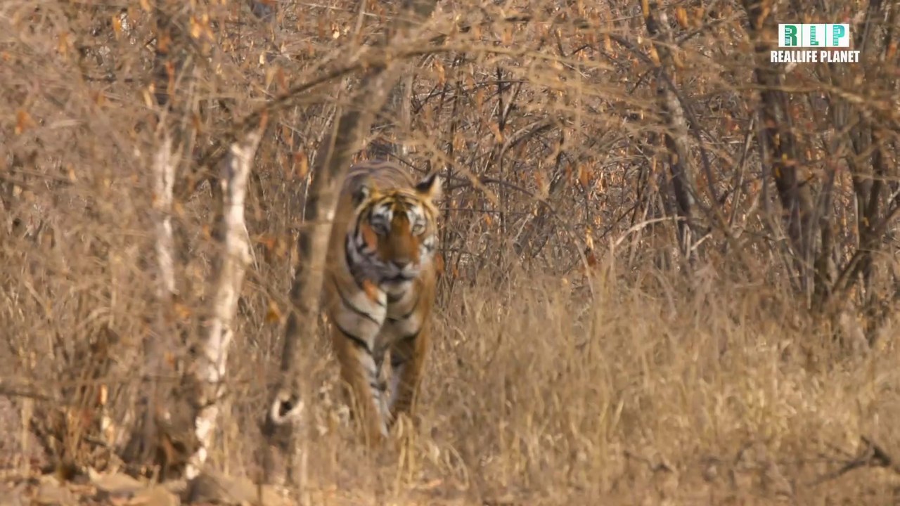 International Tiger Day 2023 | Save the Tigers before they are gone forever