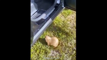 Furry Fun Times: Cute Pets in Action