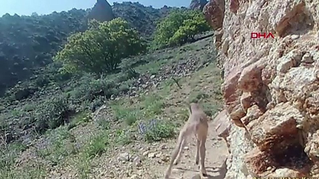 Un mouton sauvage d'Anatolie pris dans un piège photographique