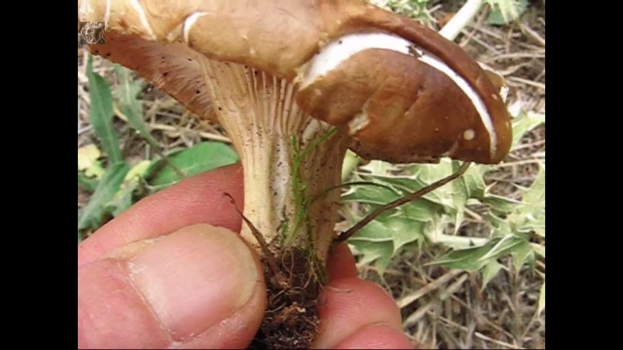 Pleurotus eryngii. Champimaginatis. English Text