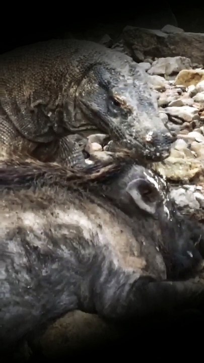 Keluarga komodo berpesta