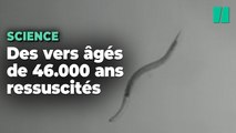 Des vers ramenés à la vie 46 000 ans après avoir été enfermés dans la glace