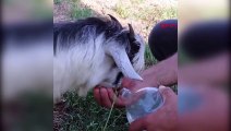 Sıcaktan bunalan yavru keçi ve kediye vatandaşlar su içirdi
