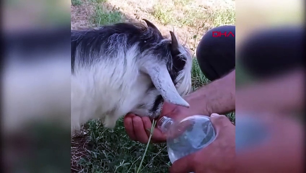 Sıcaktan bunalan yavru keçi ve kediye vatandaşlar su içirdi