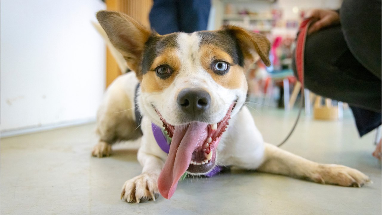 Heartbreak over a ‘broken’ puppy nearly beaten to death by its abusive owner