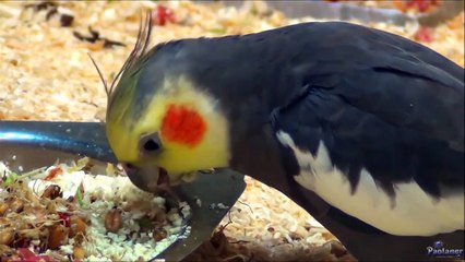 Budgies playing and eating _ Beautiful Lovebird and Cockatiel At Zoo