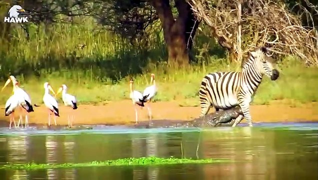 30 Moments When Crocodiles Attack Leopards, Zebras And Buffalos Animal Fight