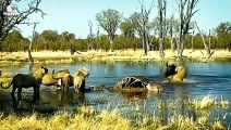 30 Moments The Angry Buffaloes Fight Against Leopards And The Lion Family   Animal Fight