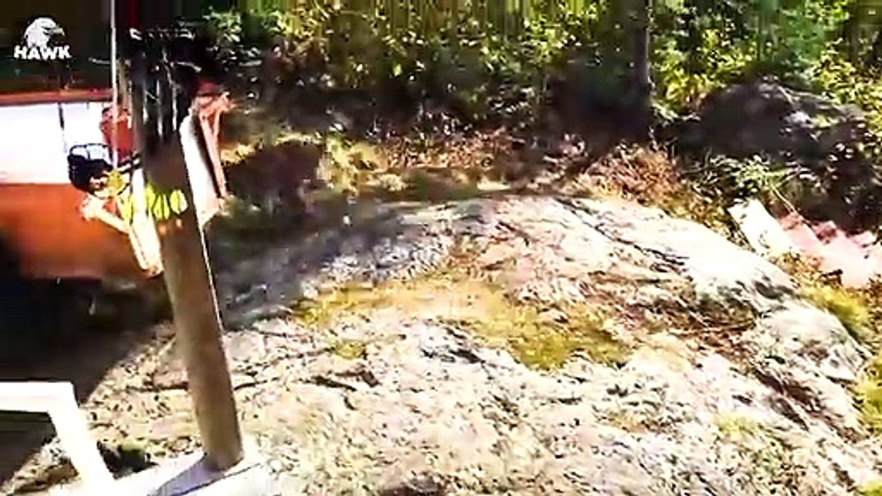 30 Moments When The Lynx Fights And Devours Everything That Moves   Animal Fight