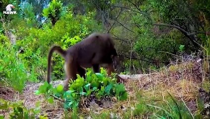 30 Moments Baboon Risked His Life To Steal The Baby Leopard From The Mother Leopard   Animal Fight