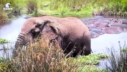 30 Moments When The Animal Messes With The Opponent!   Animal Fight