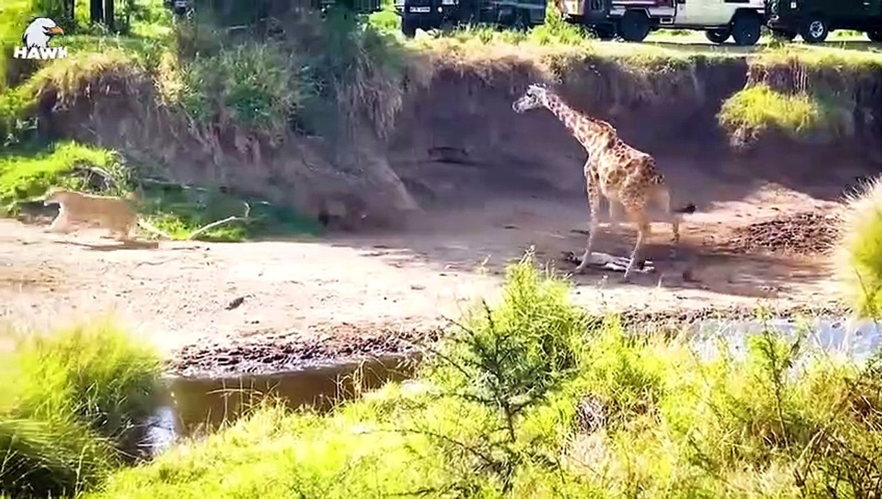 30 Moments Animals Mess With The Wounded Mother, What Happens Next    Animal Fight