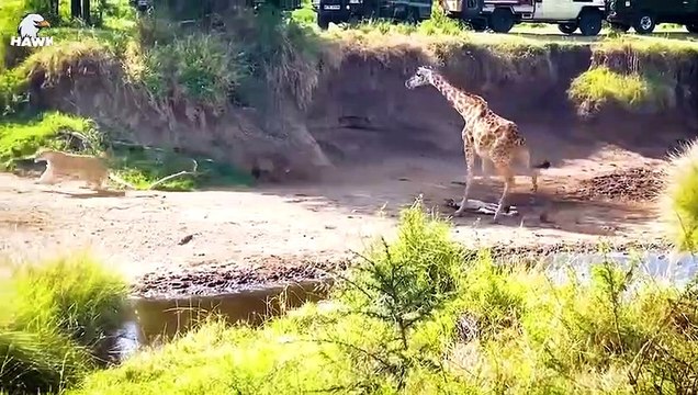 30 Moments Animals Mess With The Wounded Mother, What Happens Next Animal Fight