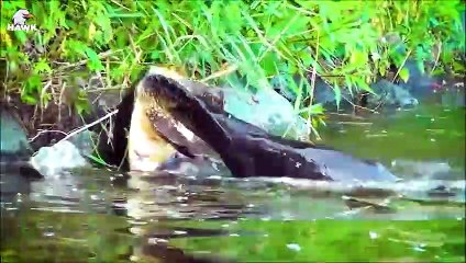 30 Moments Leopard And Crocodile Fail Humiliatingly When They Want To Eat And Devour Crazy Otter