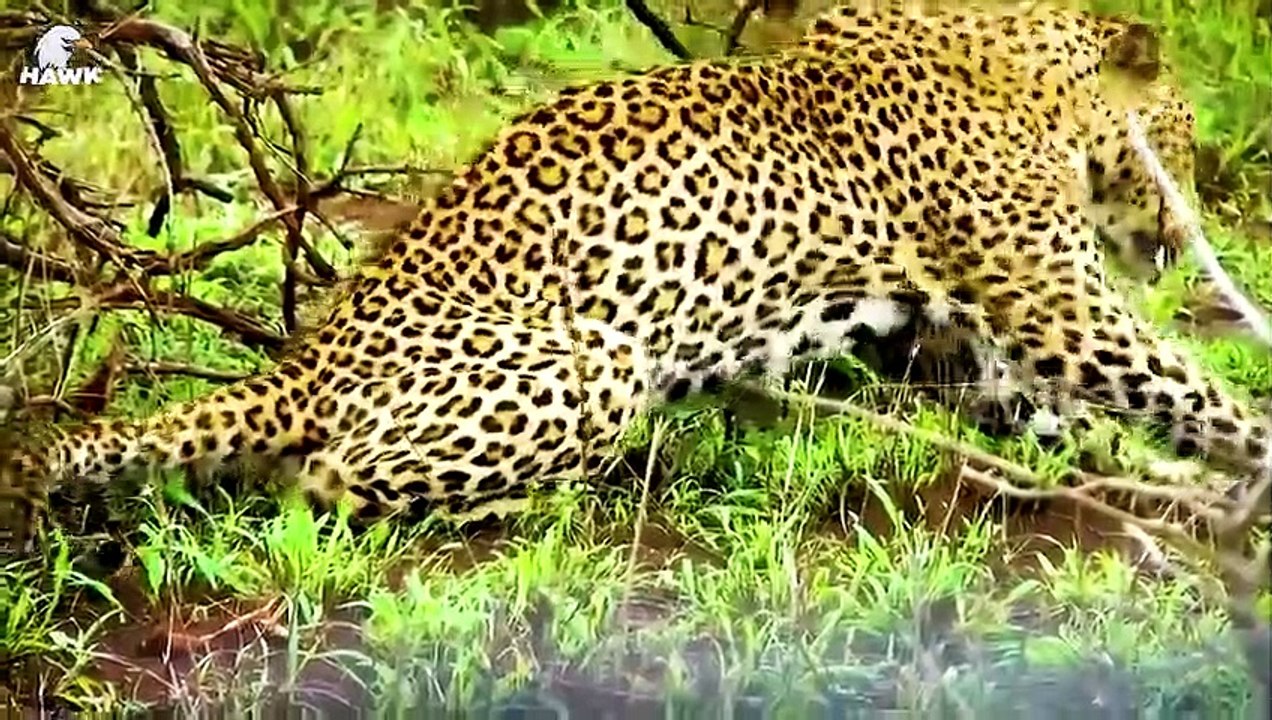 30 Moments When A Gorilla Struggles Against The Powerful Grip Of A Giant Python   Animal Fight