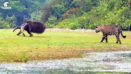 30 Moments When Jaguars Are Injured And Animal Fight For Their Lives