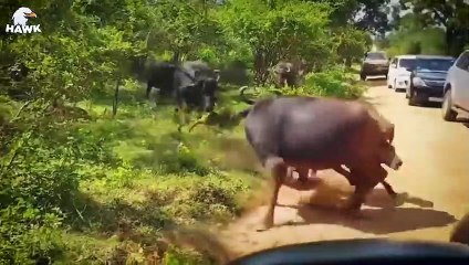 30 Moments Crazy Buffalo Burns Out With His Sharp Horn To Kill Leopard To Save The Baby