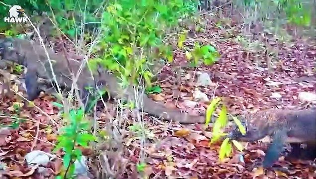 30 Moments When Using Horns Against Komodo Dragons, What Happens Next Animal Fight