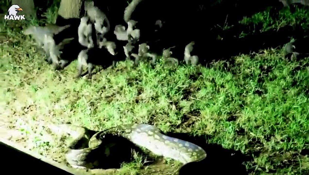 30 Moments When Lions Fight Fiercely To Save Their Fellows From Giant Pythons Animal Fight