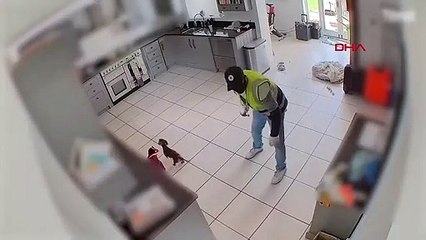 Le chien volé Twiglet a été retrouvé