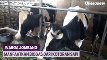 Gas Elpiji Langka, Warga Jombang Olah Kotoran Sapi Jadi Biogas