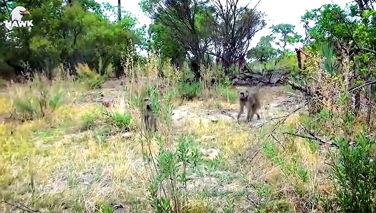 30 Moments Old Leopard Is Seriously Injured And What Bad Thing Happened To The Poor Leopard