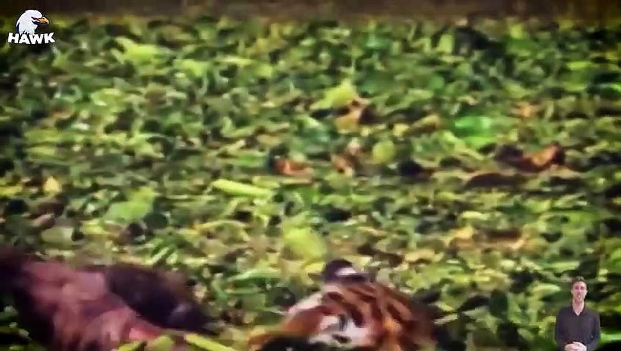 30 Scary Moments When Wild Animals Fought Brutally For Food and Territory   Animal Fight