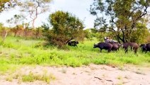 30 Horrifying Moments Strongest Lion Fight For Territory   Animal Fight