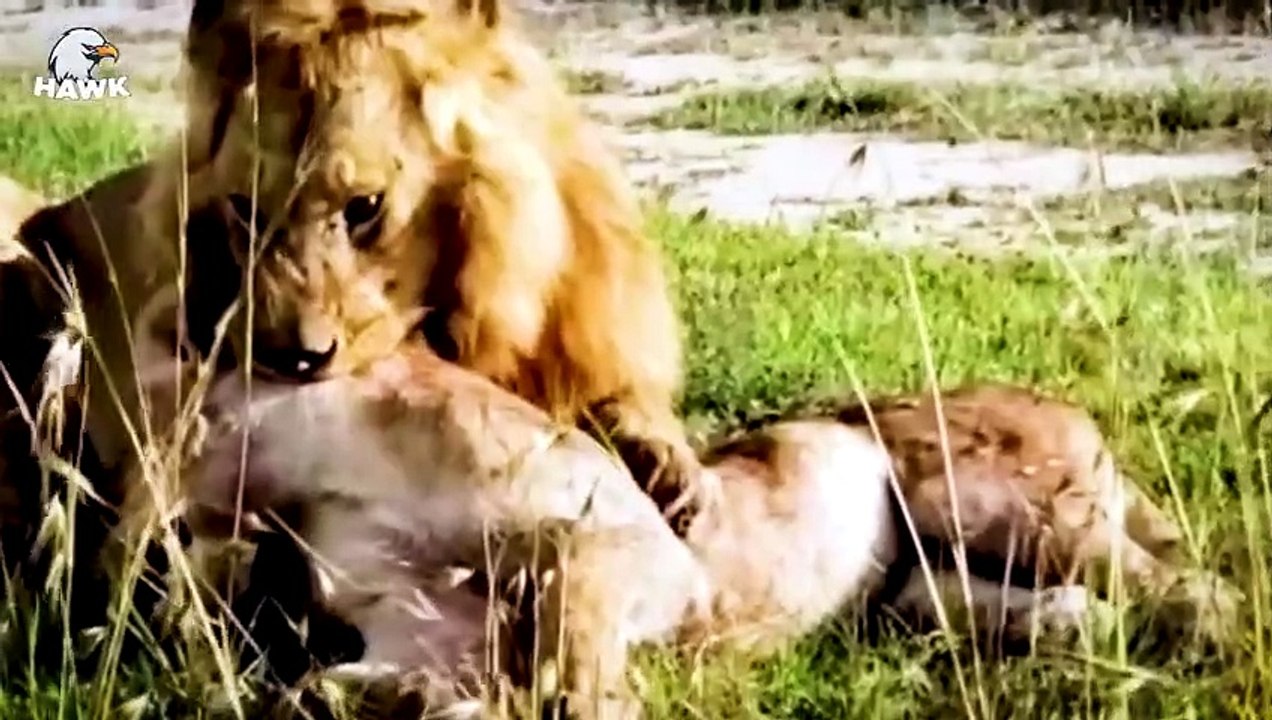 30 Moments When Old Big Cats Are Injured, Injured Big Cats Fight Ferocious Prey   Animal Fight