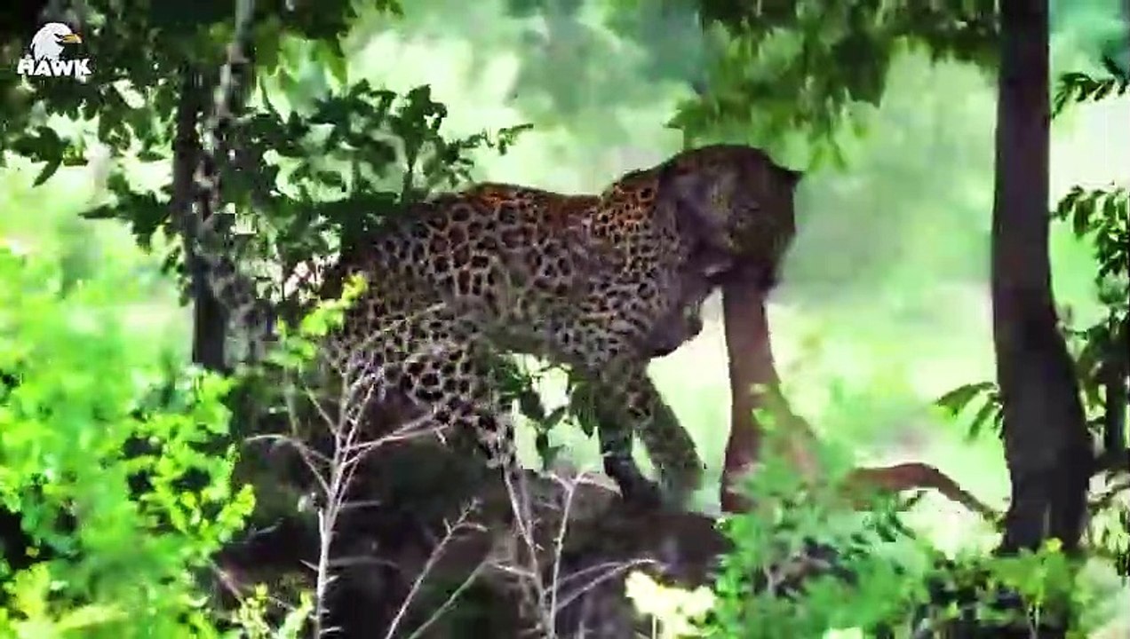 30 Scary Moments When Crocodiles Fight With Their Prey, What Happens Next   Animal Fight