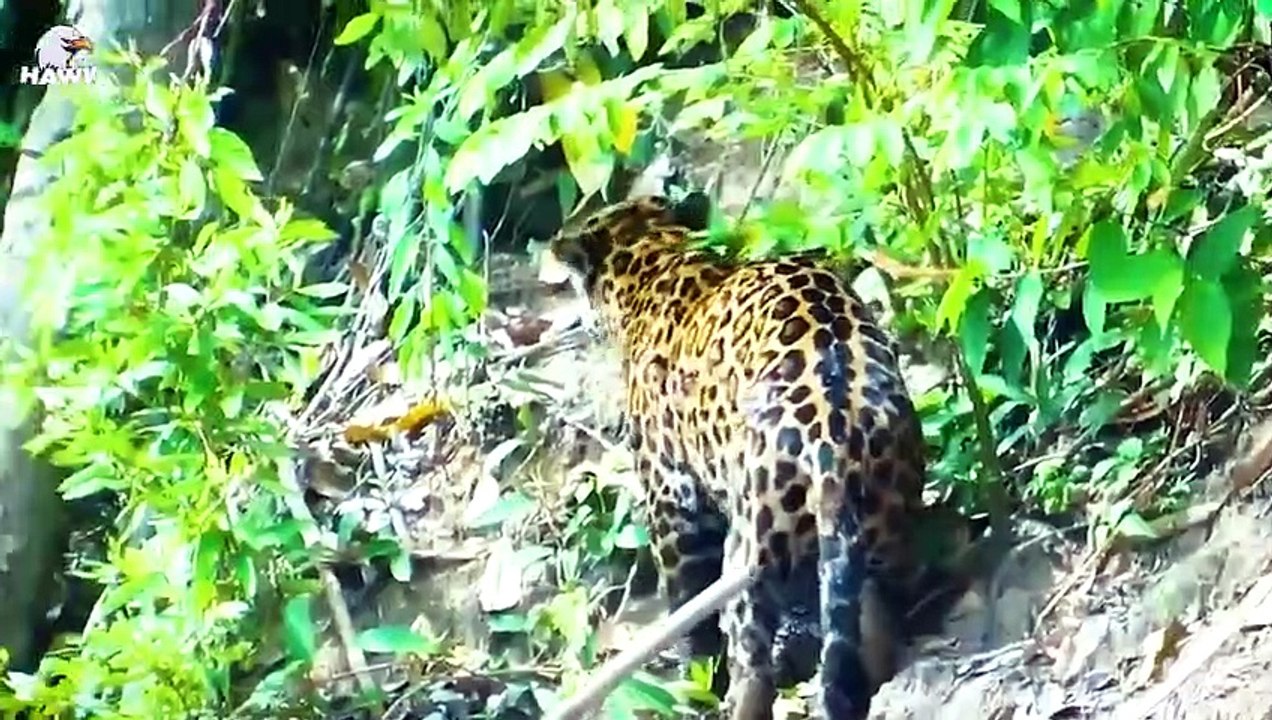 30 Moments Craziest Crocodile Attack & Ki.ll Lion On Camera   Animal Fight