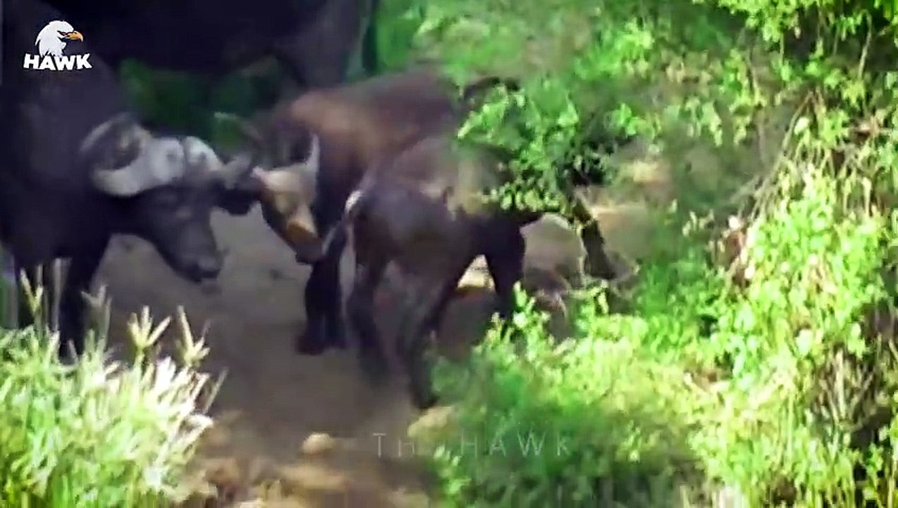 30 Moments When Buffalo, Elephant, Rhinoceros And Animal Fight Are Full Of Pain