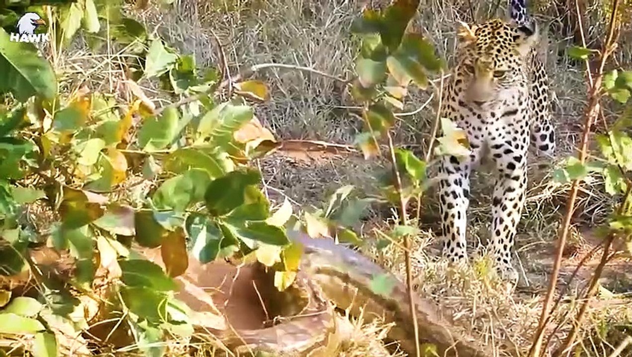 30 Moments Leopard Tries To Escape Python, What Will Happen   Animal Fight