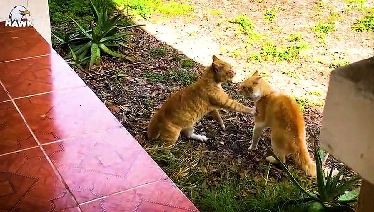 30 Moments Big Cats Fight To The Death And What Happened Next  Animal Fight