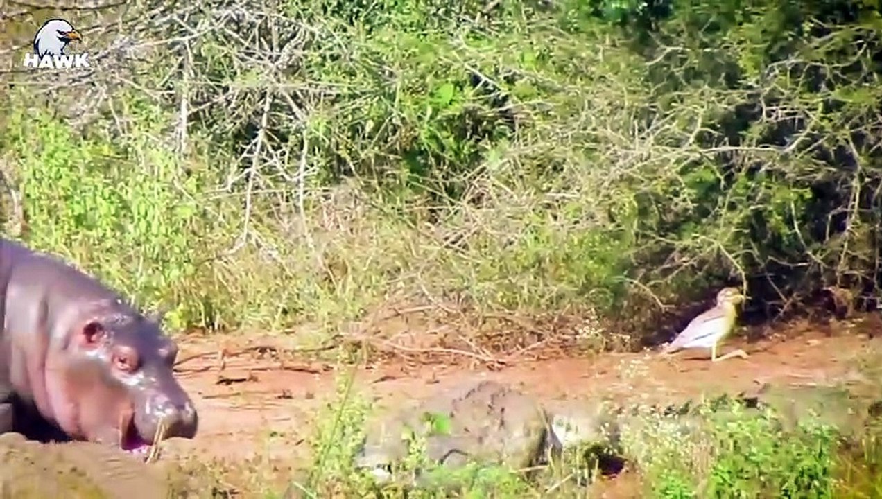 30 Moments Brutal Angry Hippo Attacks Everything Under The Swamp You Shouldn't Watch