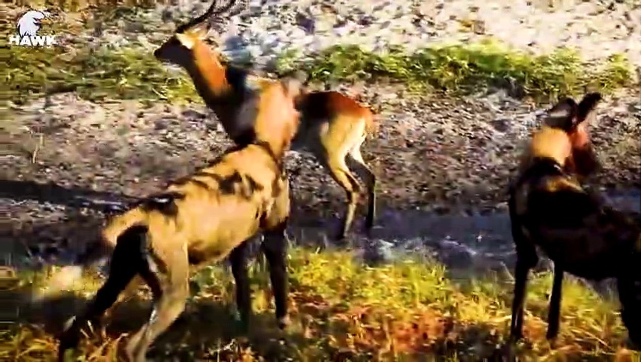 30 Scary Moments When Deadly Horns Crush Predators   Animal Fight