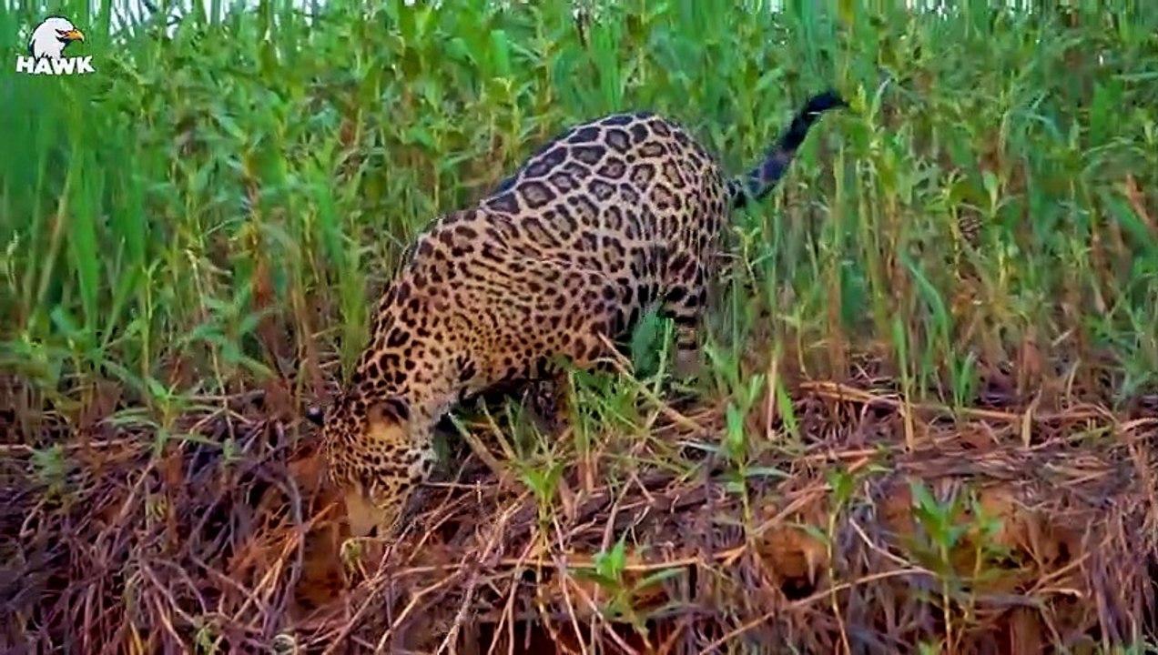 30 Moments The Mighty King Crocodile Is Overwhelmed By The Little Otter Opponent   Animal Fight