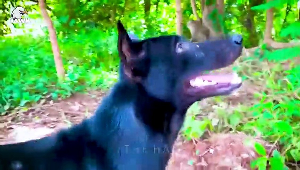 30 Moments Of Animal Fighting Captured On Camera   Animal Fight