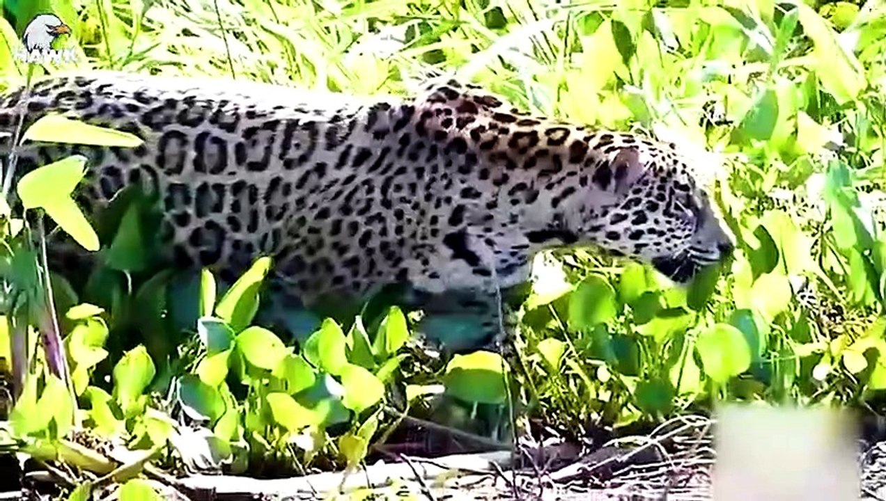 30 Moments Giant Nile Crocodile Swamp King Fights Giant Python Anaconda For Territory