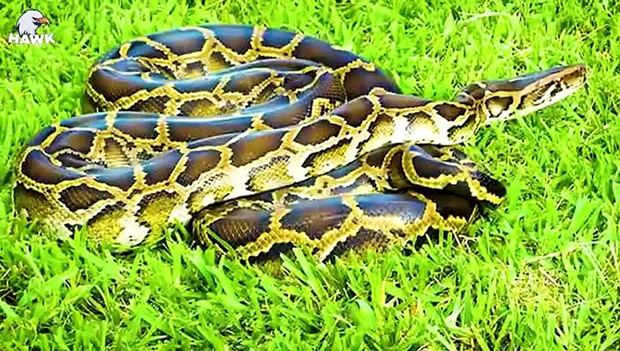 30 Moments Leopards Get Injured By Porcupines   Animal Fight